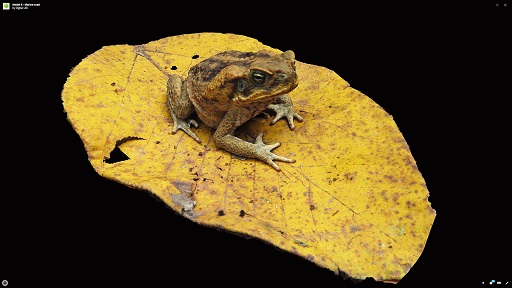 Marine Toad
