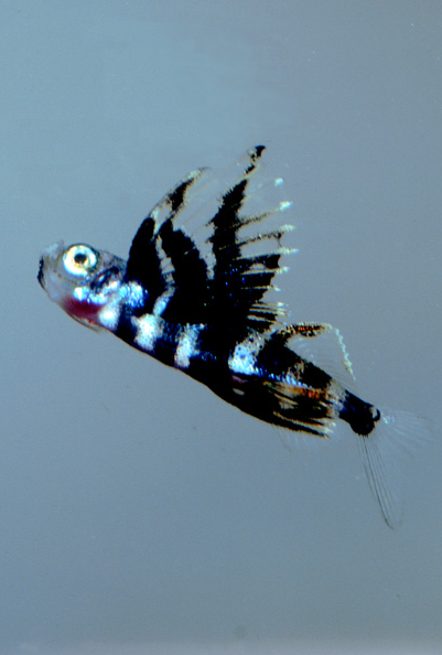 Baby flying fish Baby flying fish