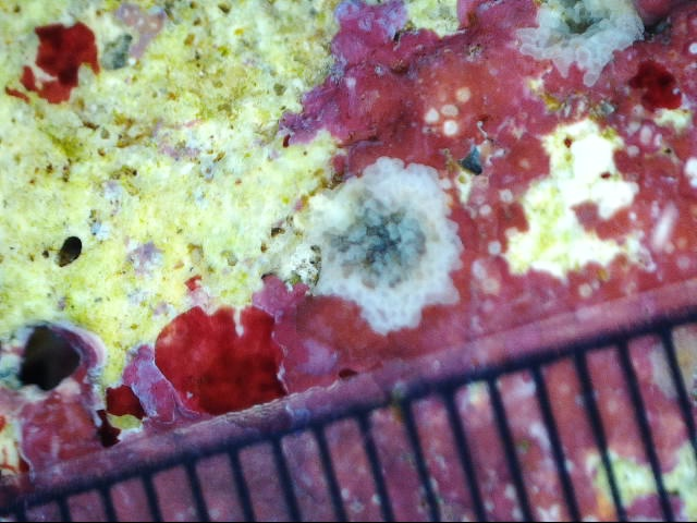 Coral Babies coral babies