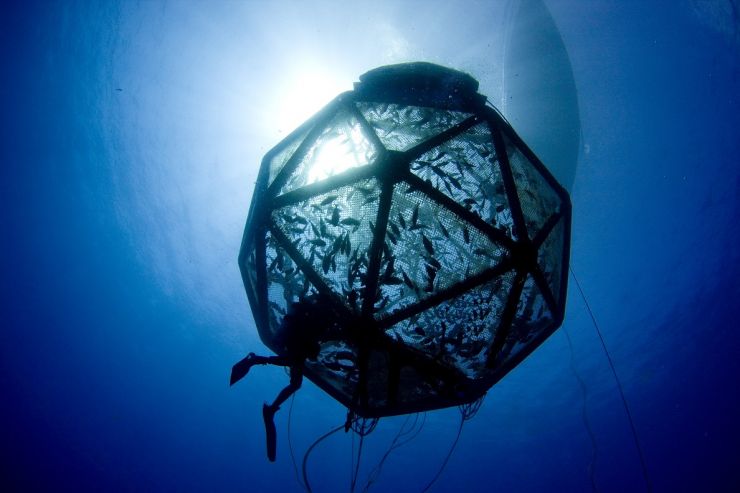 Diver entering drifter pen