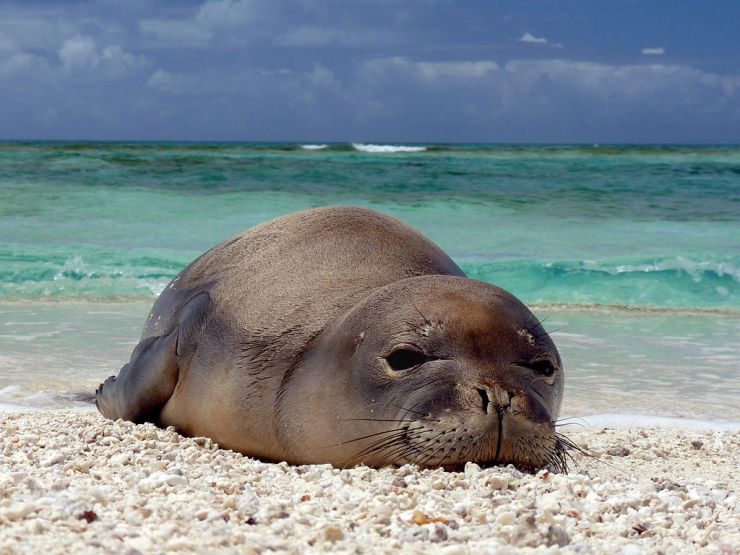 Hawaiian Monk Seal at French Frigate Shoals Hawaiian Monk Seal at French Frigate Shoals