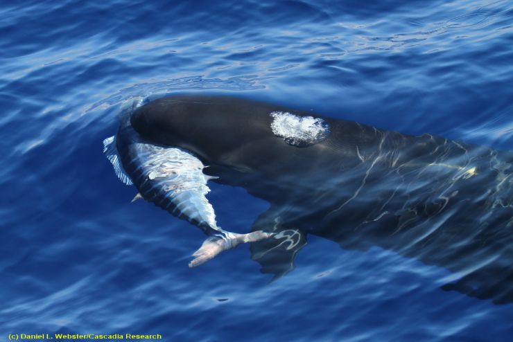 False killer whale with ono False killer whale with ono