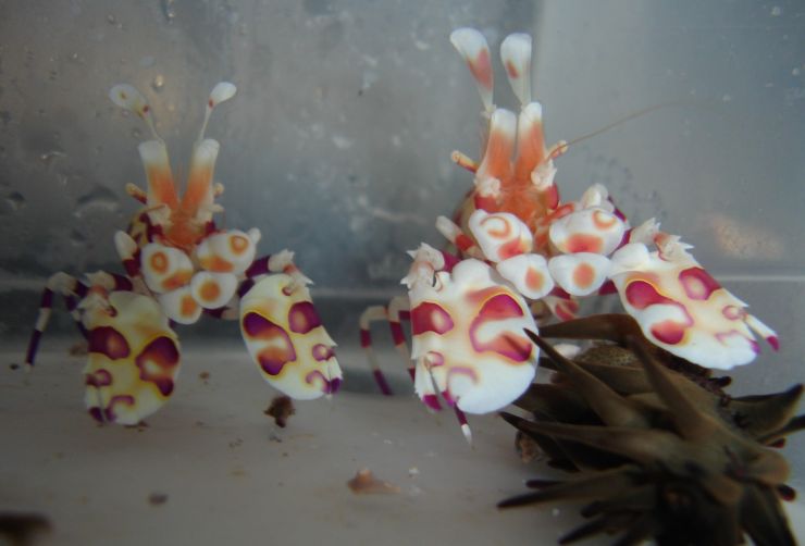 Harly the harlequin shrimp Harly the harlequin shrimp