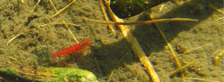 The opae `ula species Metabetaeus lohena The opae `ula species Metabetaeus lohena