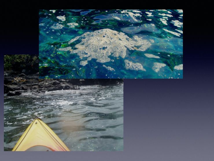 Fecal scum in Honaunau Bay Fecal scum in Honaunau Bay