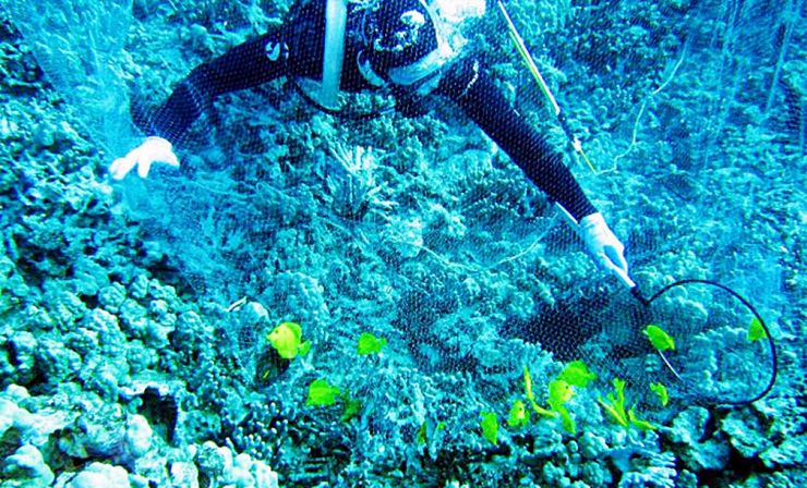 Diver capturing yellow tangs Diver capturing yellow tangs
