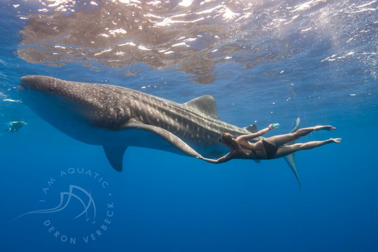 Whale Shark Whale Shark